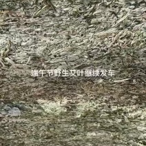 野生艾叶