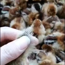 【贵州热卖】麻鸡苗，包防疫，包防疫，包存活，厂家诚信经营