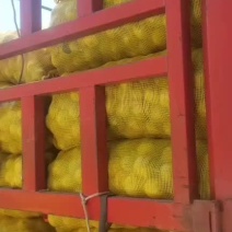 青皮核桃。辽系。水洗核桃光。手扒核桃光