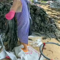 福建莆田干海带批发自厂
