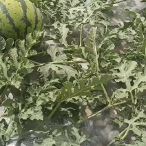 靖远石头瓜京欣西瓜