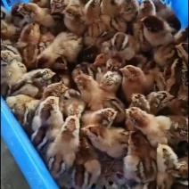 【精选】七彩山鸡苗厂家直销包预防包成活率技术养殖指导