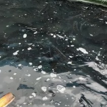 黑鱼，井水养殖，鱼肉清甜