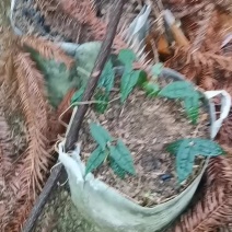 供应金果榄苗