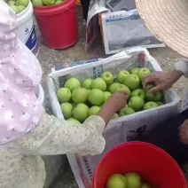 苍溪黄金梨之乡皮张颜色果面漂亮味道口感细腻