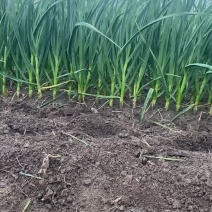 精品一点红蒜苗大量有货，基地直发，欢迎电话洽谈业务