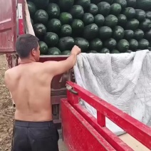 精品冬瓜，产地直发，量大从优