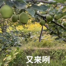 阳信早酥梨马上采摘，诚实守信是我们种梨人的品格