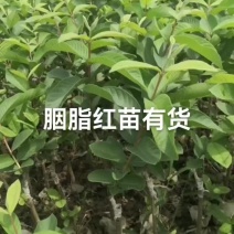 番石榴苗