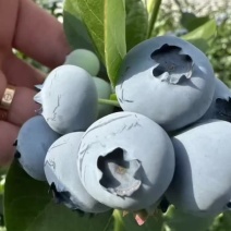 辽宁丹东温室L25蓝莓大量上市基地直供