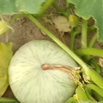 新疆哈密银栗南瓜