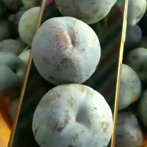 五月脆红李，货源充足，口感好，汁多，市场，电商，欢迎各位