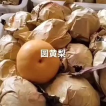 四川眉山圆黄梨，丰水梨大量上市