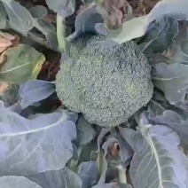 河北西蓝花精品西蓝花大量有货产地直供一手货源代发全国