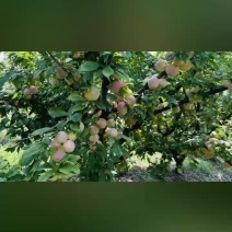 八宝丹