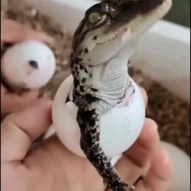 鳄鱼苗