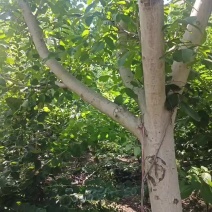 核桃树