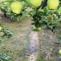 山东阳信鸭梨之乡早酥梨大批量市基地直供质优价廉