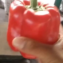 精品彩椒，出口俄罗斯，泰国，
