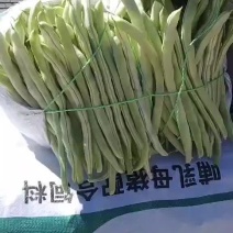 张家口沽源豆角大量上市，欢迎客商前来洽谈，一次合作终身朋