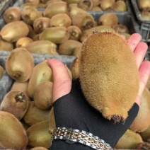 湘西富硒猕猴桃🥝专业代办十年，精品好货