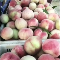 仓方早生大红桃山东桃子产地批发品种多规格齐全