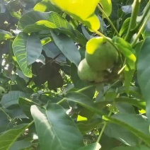 青皮核桃，产地直发，支持一件代发，包邮包售后