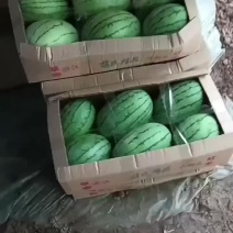 早春红玉