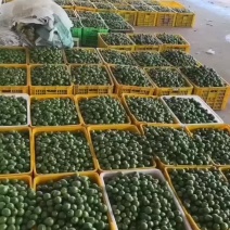 湛江珍珠石榴，火龙果，香蕉，柠檬