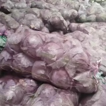 精品紫甘蓝大量上市，产地一手货源，需要的老板联系
