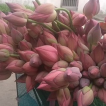 粉红粉红荷花出售美丽而鲜艳