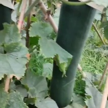 精品黑皮吊冬瓜