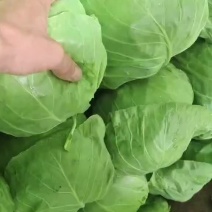 甘蓝