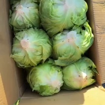 球生菜