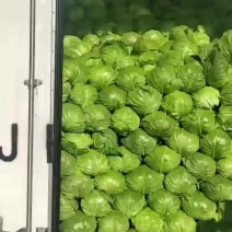 玲珑黄大白菜，甘蓝
