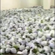 精品甘蓝