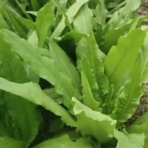 河北邯郸精品油麦菜大量有货，基地直发，一手货源欢迎咨选购
