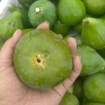 青皮无花果荣成