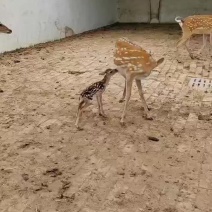 人工养殖梅花鹿鹿苗青年梅花鹿鹿茸鹿制品各种规格梅花鹿