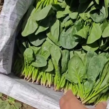 精品菠菜