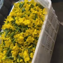 黄瓜花大量现货