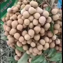 龙眼