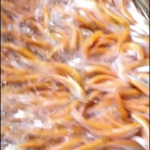 快大型黄金草鱼苗金丝草鱼苗金丝皖鱼品质保证