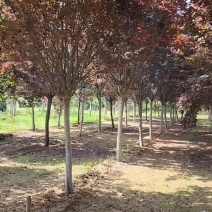 高杆紫叶李，