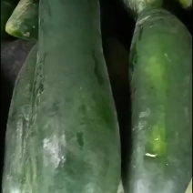 冬瓜