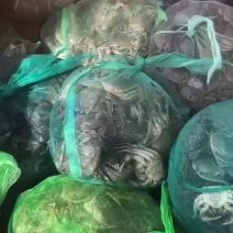 微山湖大闸蟹