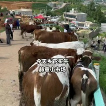 小公牛，小母牛全国发货，养殖场，品种齐全，质量保证