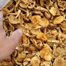 精品滑子菇货源充足质量保证量大从优质量保证欢迎咨询