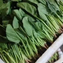 精品菠菜