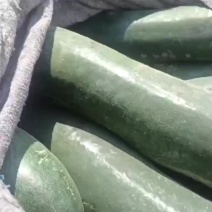 黑皮冬瓜大量上市